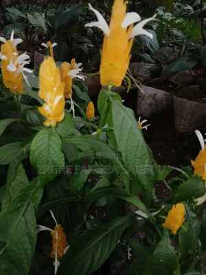 Vendre De Fleurs Fraîches