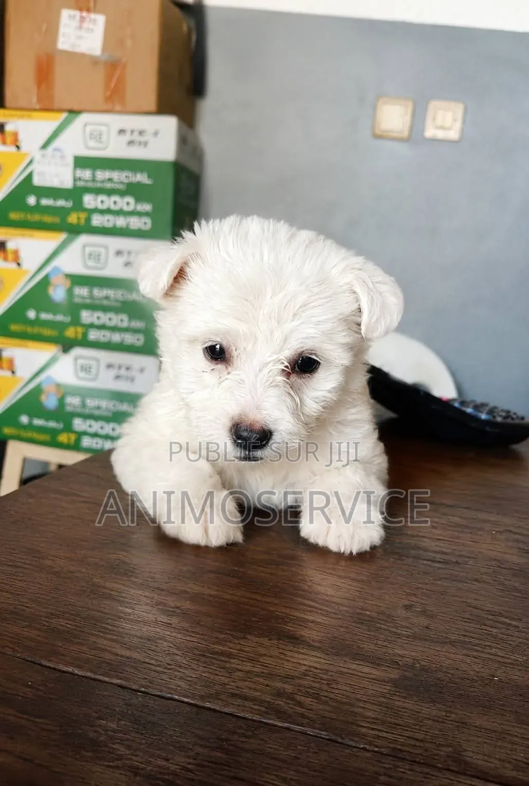 1-3 mois Femme Pure race Maltipoo