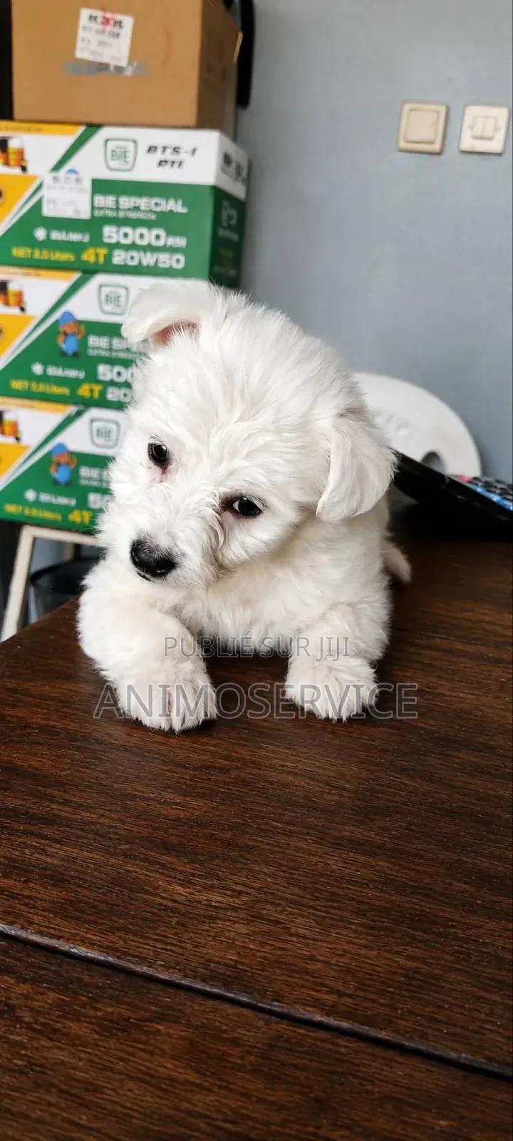 1-3 mois Femme Pure race Maltipoo