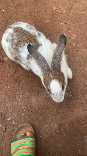 Vente De Lapin