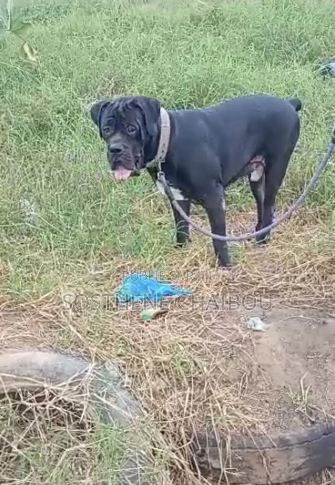 6 à 12 mois Homme Pure race Boerboel