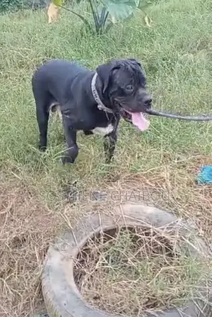 6 à 12 mois Homme Pure race Boerboel