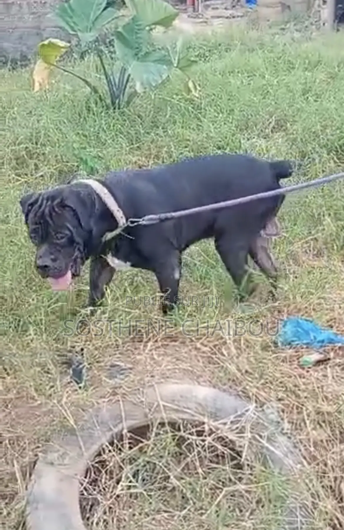 6 à 12 mois Homme Pure race Boerboel