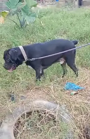 6 à 12 mois Homme Pure race Boerboel