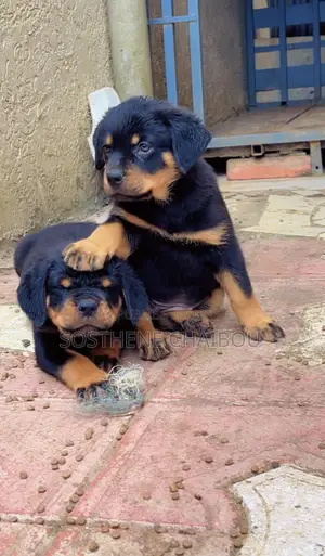 1-3 mois Homme Pure race Rottweiler