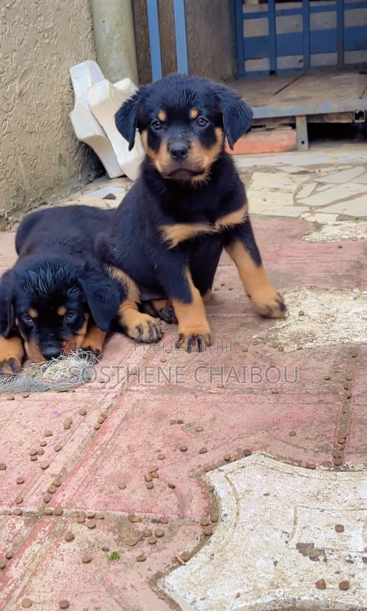 1-3 mois Homme Pure race Rottweiler