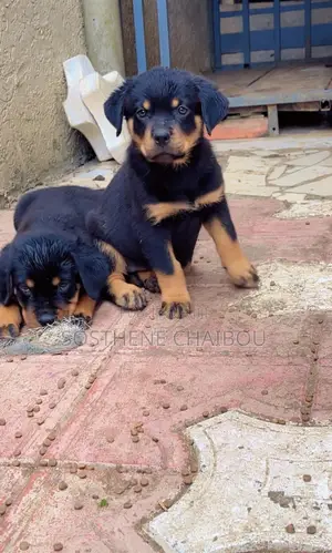 1-3 mois Homme Pure race Rottweiler