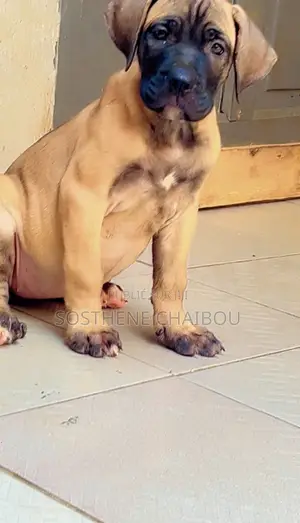 1-3 mois Femme Pure race Boerboel