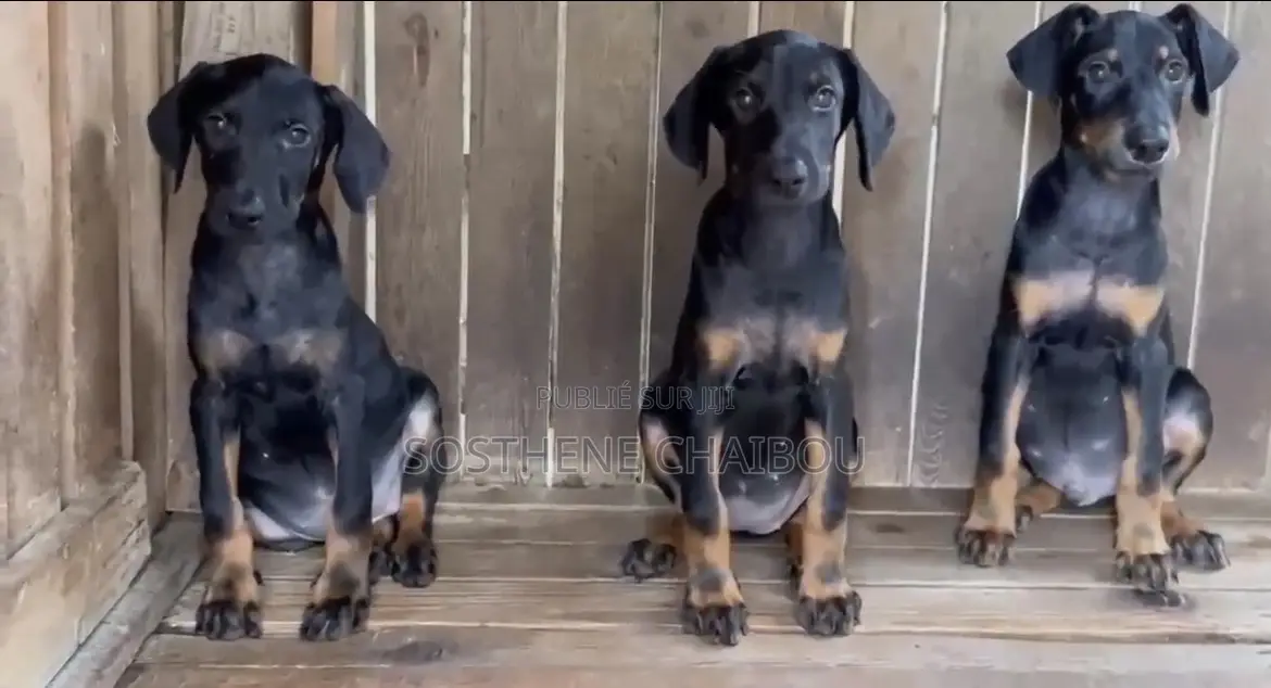 1-3 mois Femme Pure race Doberman Pinscher