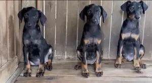 1-3 mois Femme Pure race Doberman Pinscher