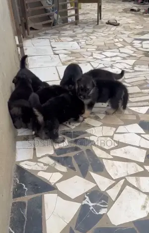 1-3 mois Homme Pure race Belgian Sheepdog