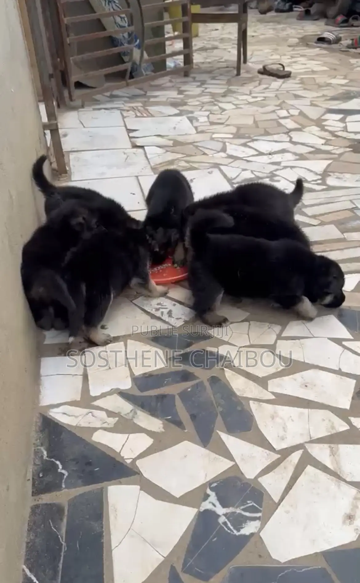 1-3 mois Homme Pure race Belgian Sheepdog