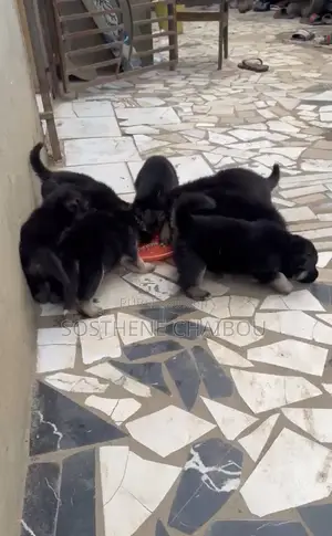 1-3 mois Homme Pure race Belgian Sheepdog