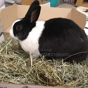 Lapine Reproductrice