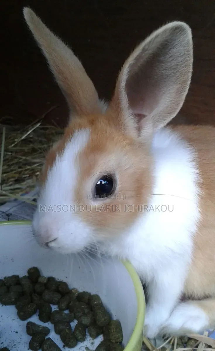 Lapine Reproductrice