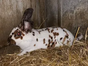 Lapine Reproductrice