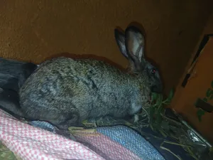 Lapine Reproductrice