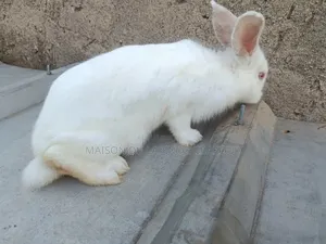 Lapin Mâle Reproducteur