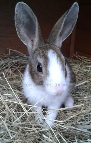 Lapin Mâle Reproducteur