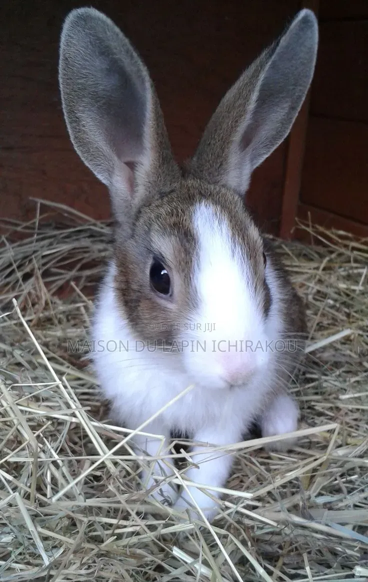 Lapin Mâle Reproducteur