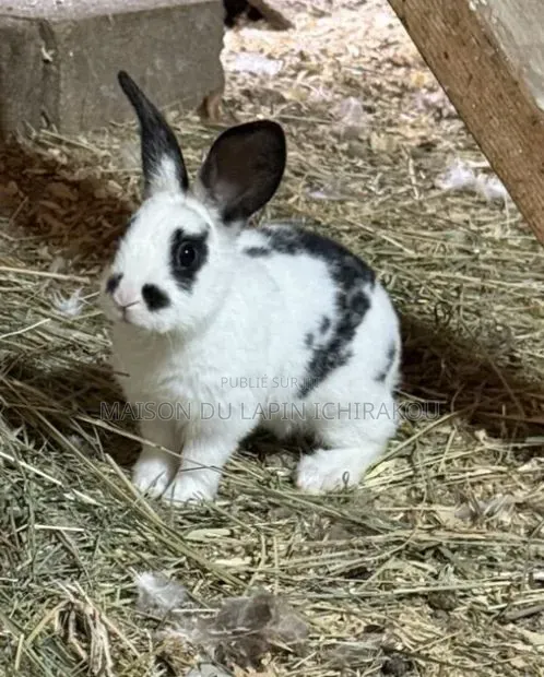 Lapin Mâle Reproducteur