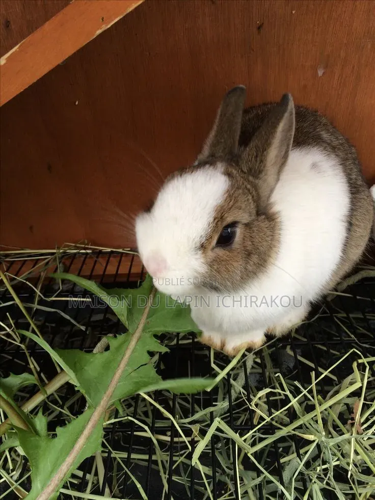 Lapin Mâle Reproducteur