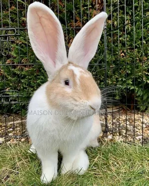 Lapin Mâle Reproducteur