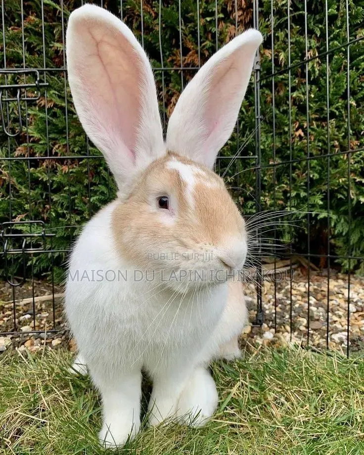 Lapin Mâle Reproducteur