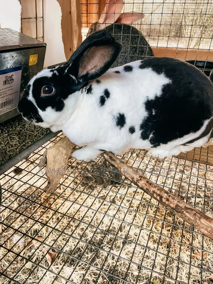 Lapin Mâle Reproducteur