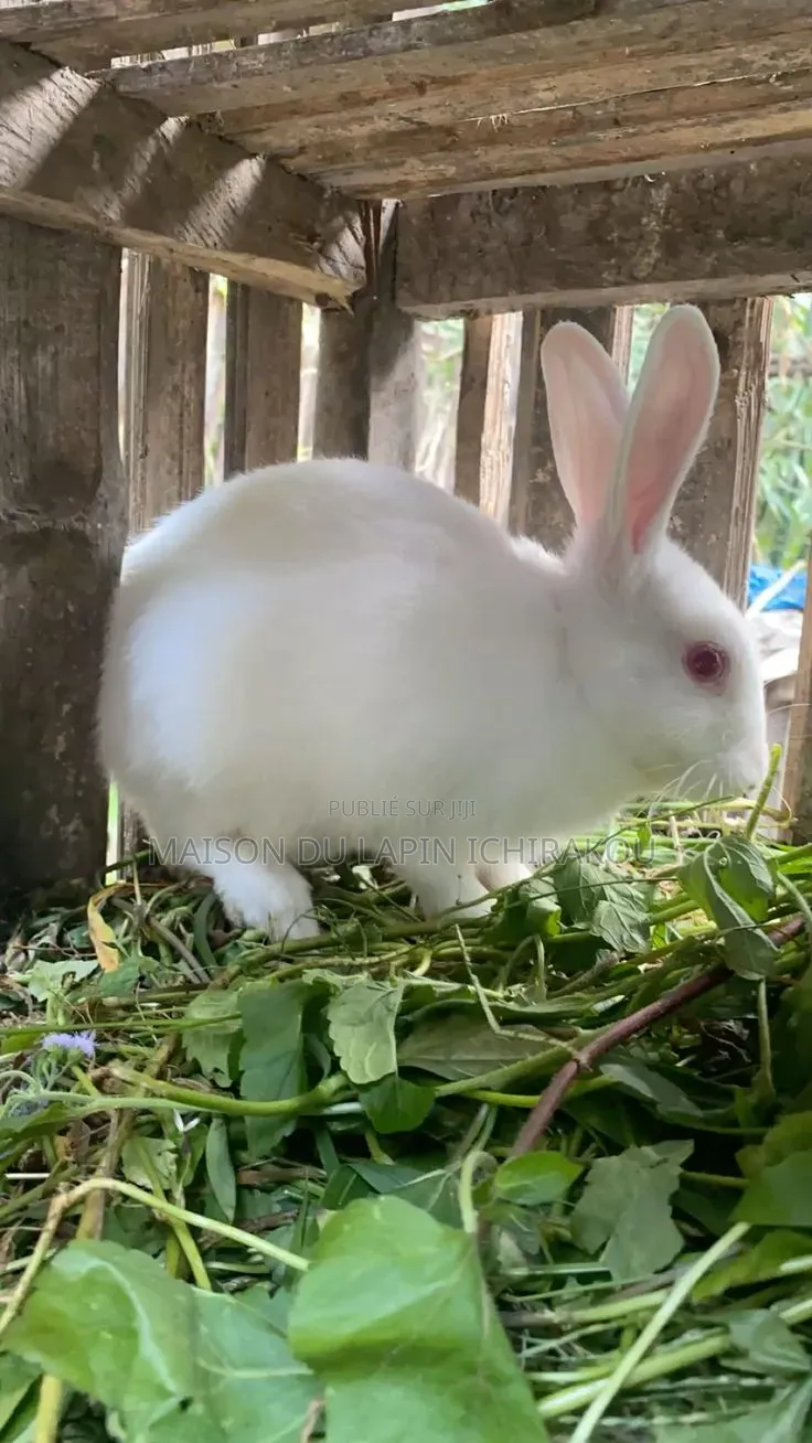 Lapin Mâle Reproducteur