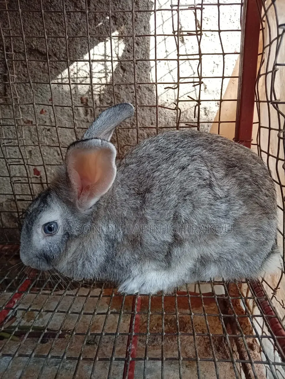 Lapin Mâle Reproducteur
