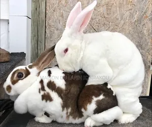 Couple De Lapins