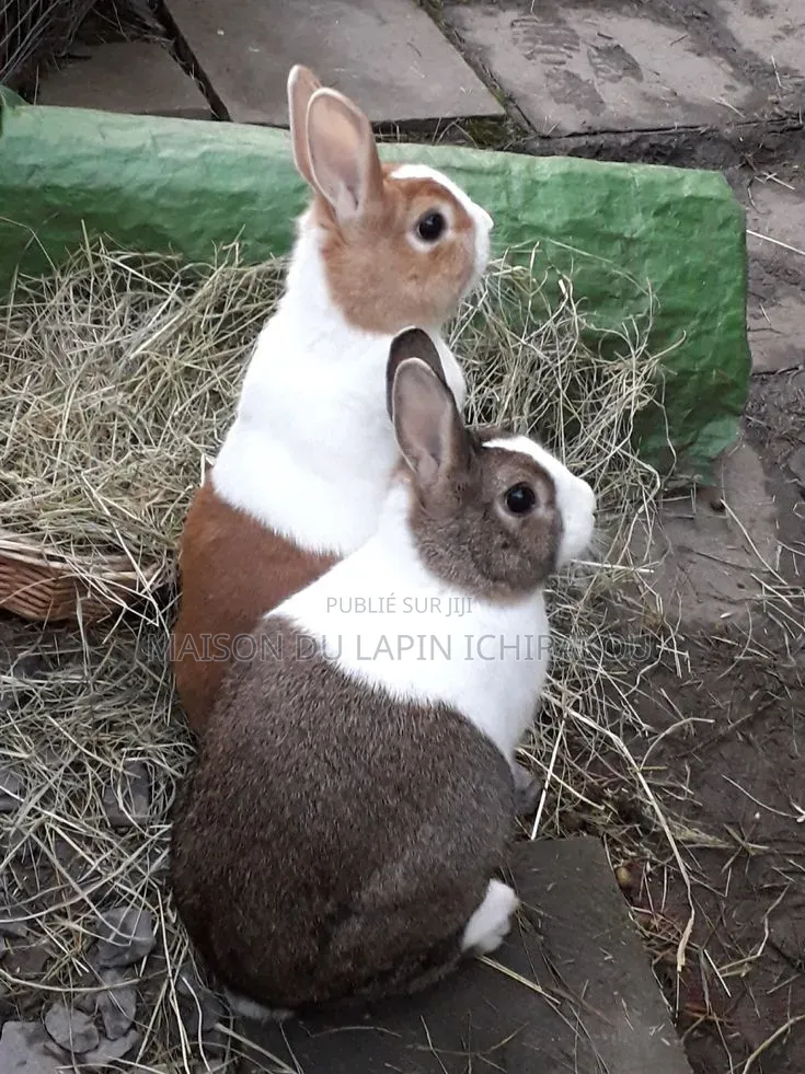 Couple De Lapins