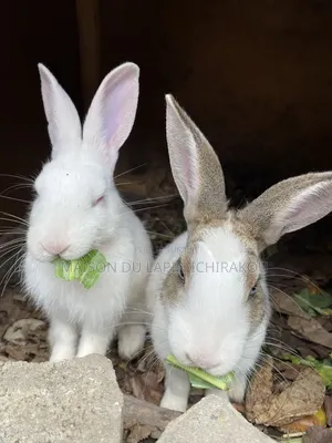Couple De Lapins
