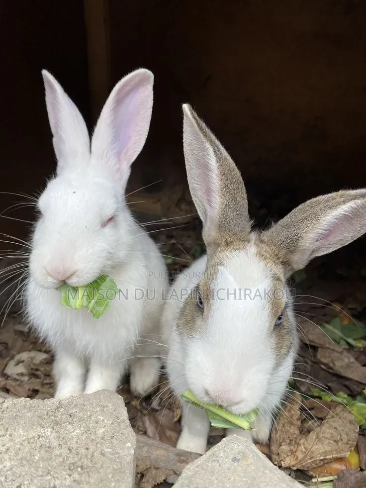 Couple De Lapins