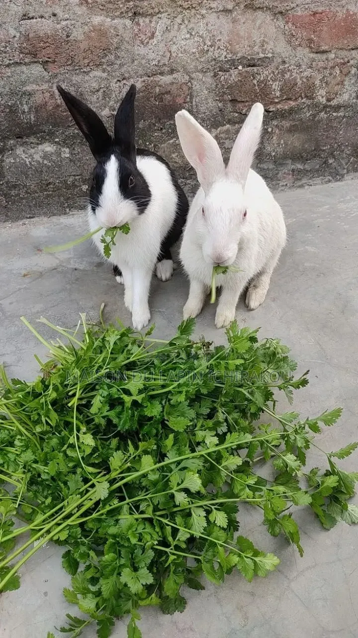 Couple De Lapins