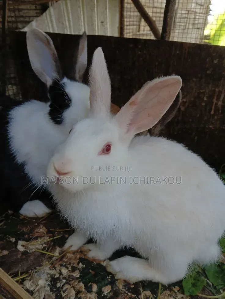 Couple De Lapins