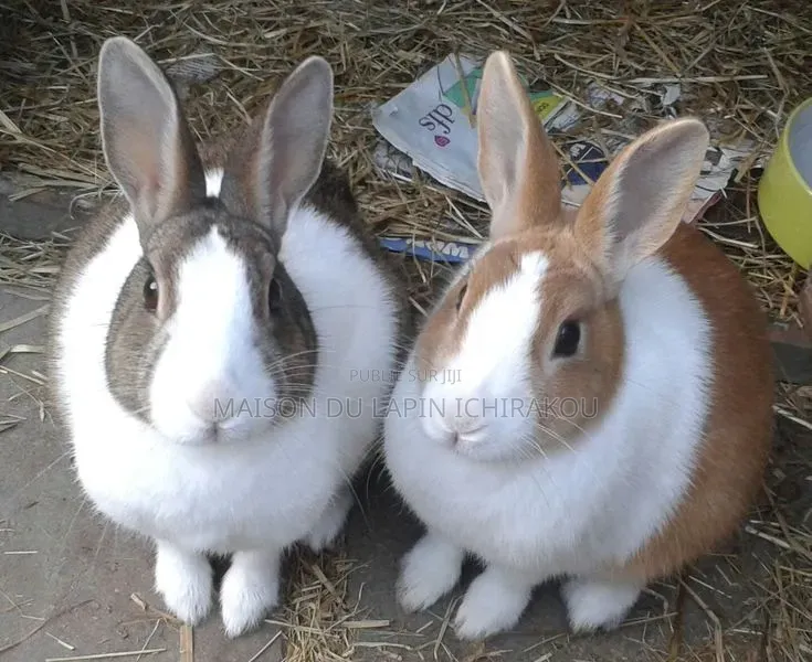 Couple De Lapins