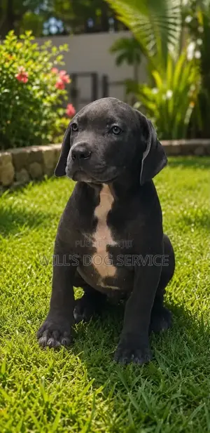 1-3 mois Homme Pure race Cane Corso