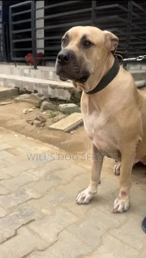 Plus d’un an Femme Pure race Boerboel