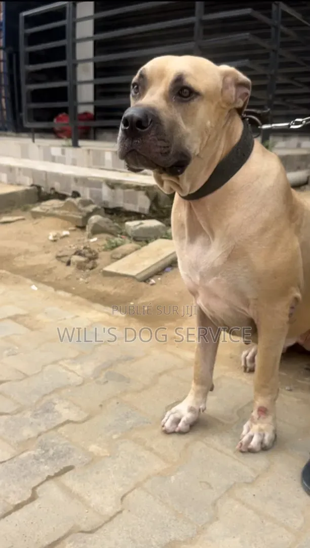 Plus d’un an Femme Pure race Boerboel