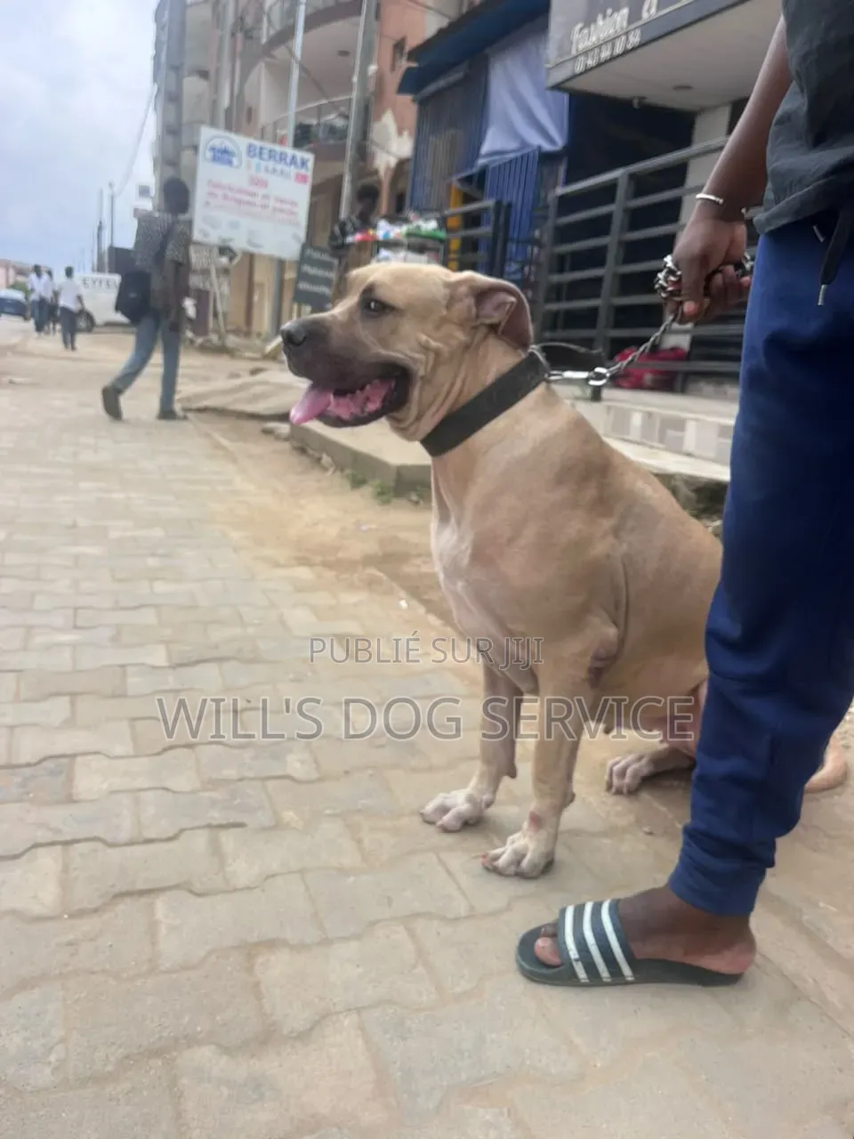 Plus d’un an Femme Pure race Boerboel
