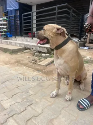 Plus d’un an Femme Pure race Boerboel
