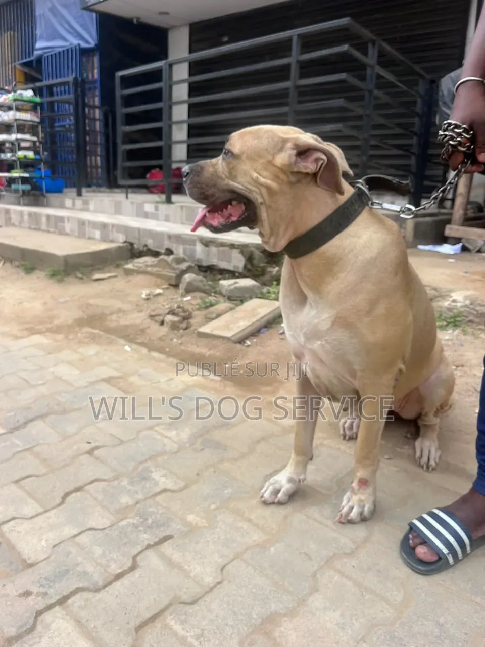 Plus d’un an Femme Pure race Boerboel