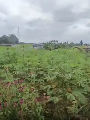 TERRAIN À VENDRE – SIKENSI NOUVEAU GOUDRON Sikensi – Nouveau