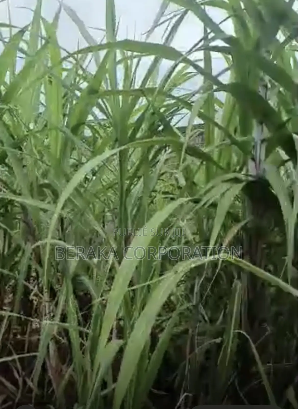 TERRAIN À VENDRE – SIKENSI NOUVEAU GOUDRON Sikensi – Nouveau