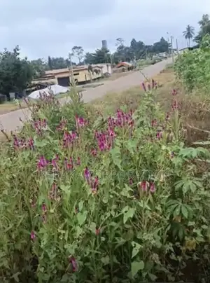 TERRAIN À VENDRE – SIKENSI NOUVEAU GOUDRON Sikensi – Nouveau