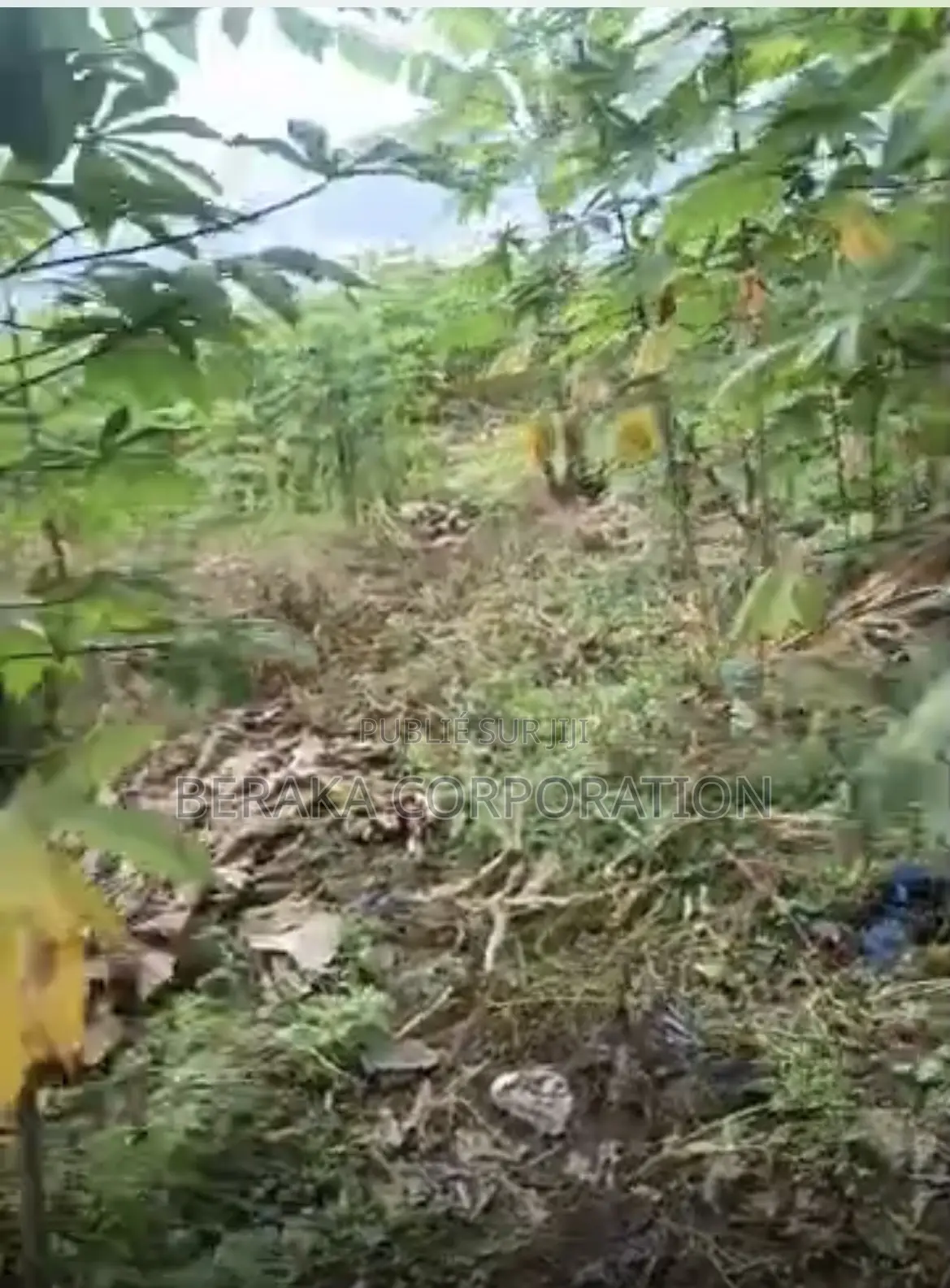 TERRAIN À VENDRE – SIKENSI NOUVEAU GOUDRON Sikensi – Nouveau