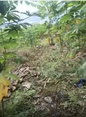 TERRAIN À VENDRE – SIKENSI NOUVEAU GOUDRON Sikensi – Nouveau
