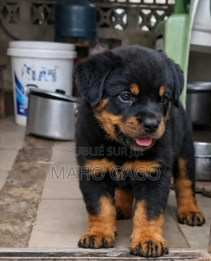 3-6 mois Homme Pure race Rottweiler